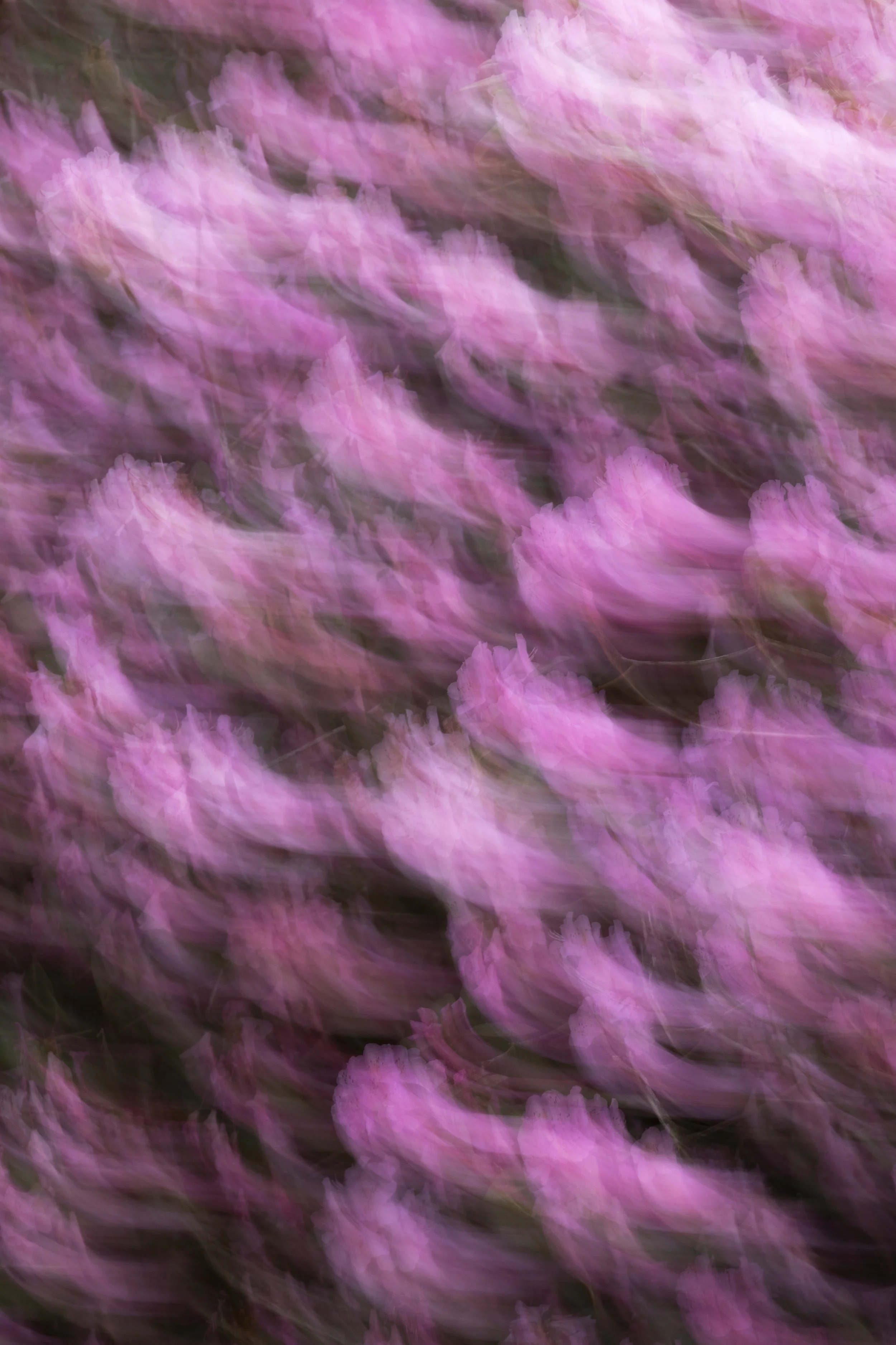 ART-332S_Dancing-Spring_Lackovic-Grace_05_Output copy 2.jpg