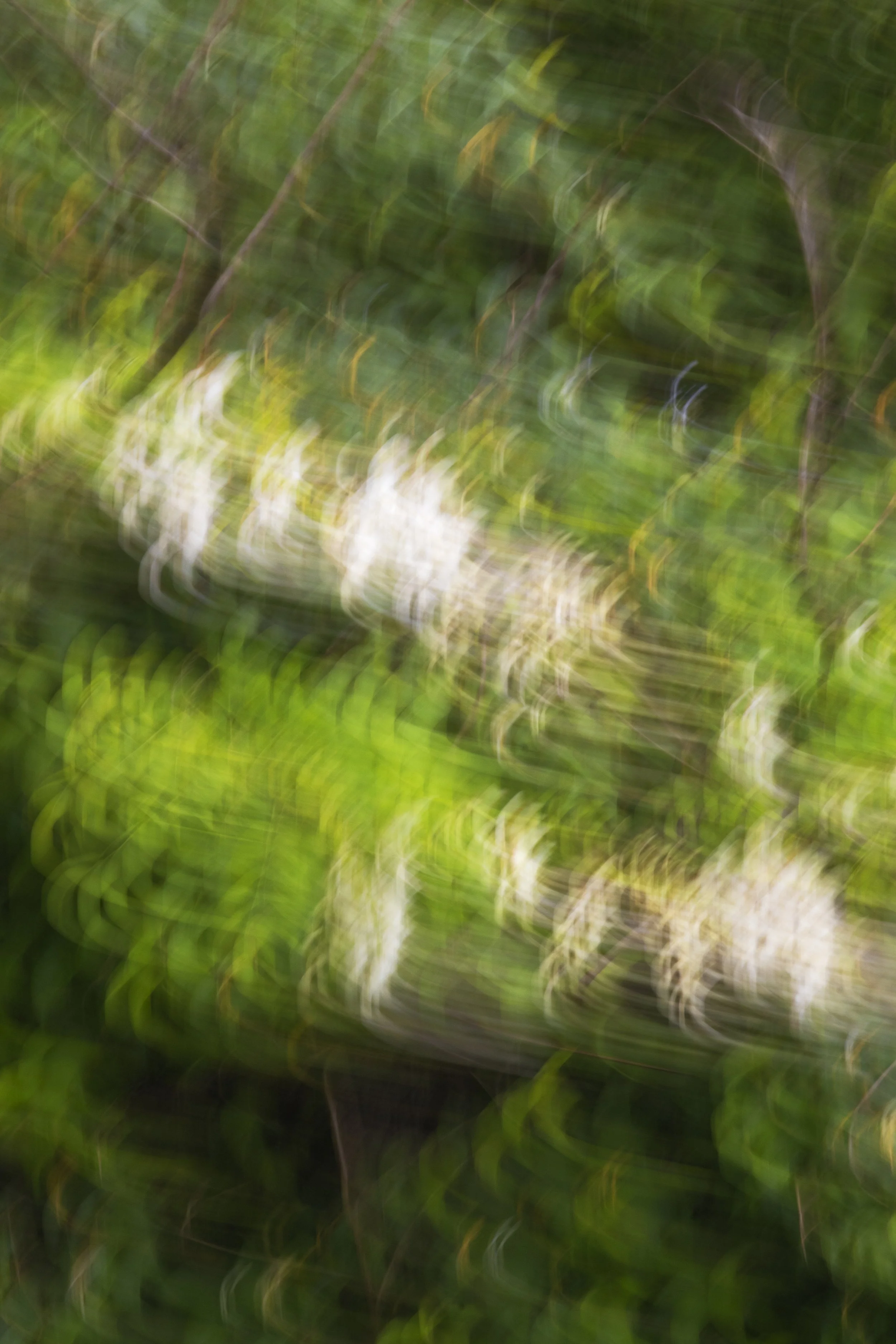 ART-332S_Dancing-Spring_Lackovic-Grace_09_Output copy.jpeg