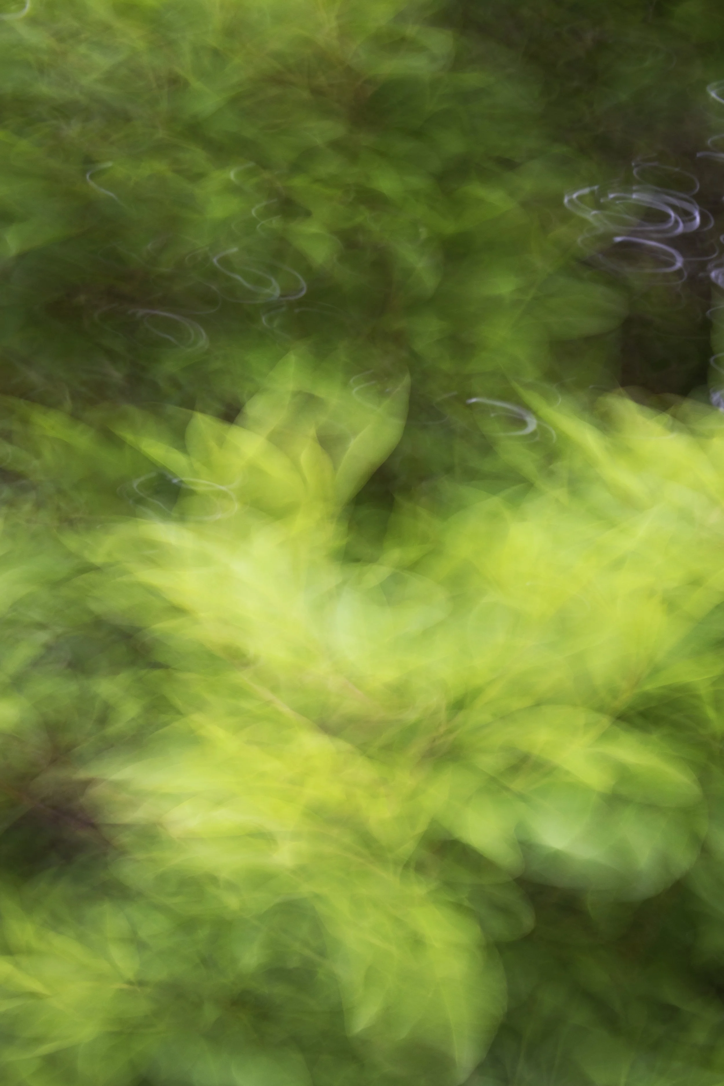 ART-332S_Dancing-Spring_Lackovic-Grace_10_Output copy 2.jpg