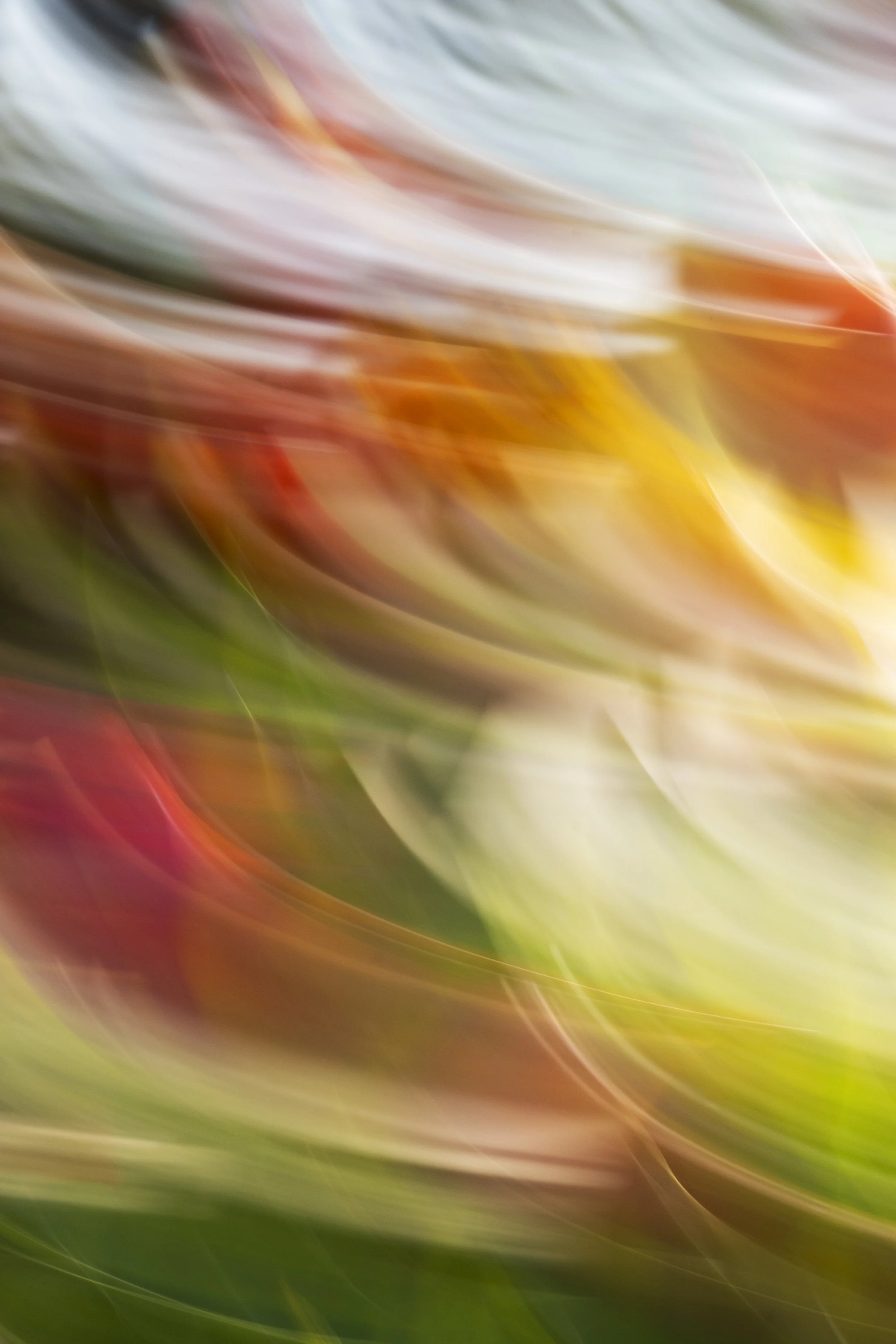 ART-332S_Dancing-Spring_Lackovic-Grace_01_Output copy.jpeg