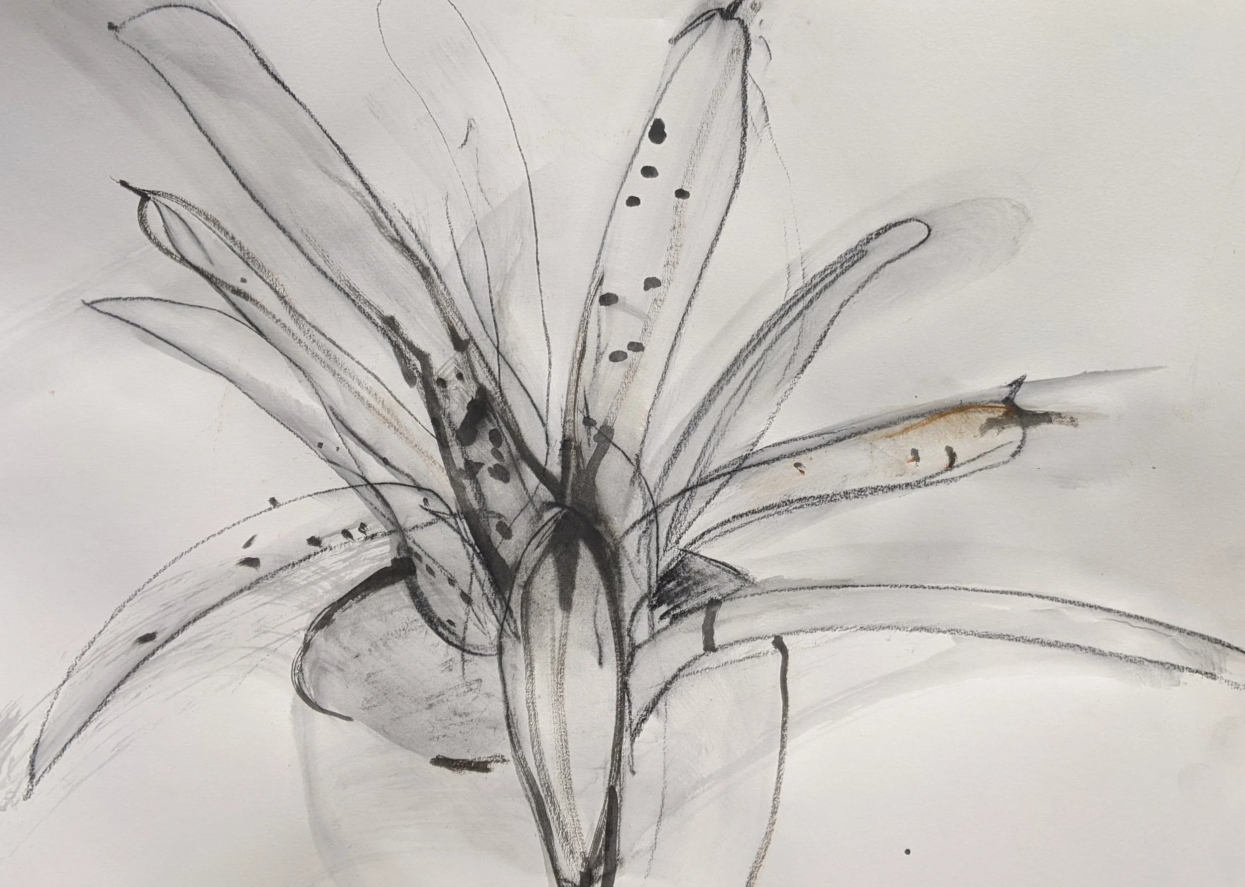 A sketch of a plant with elongated leaves.