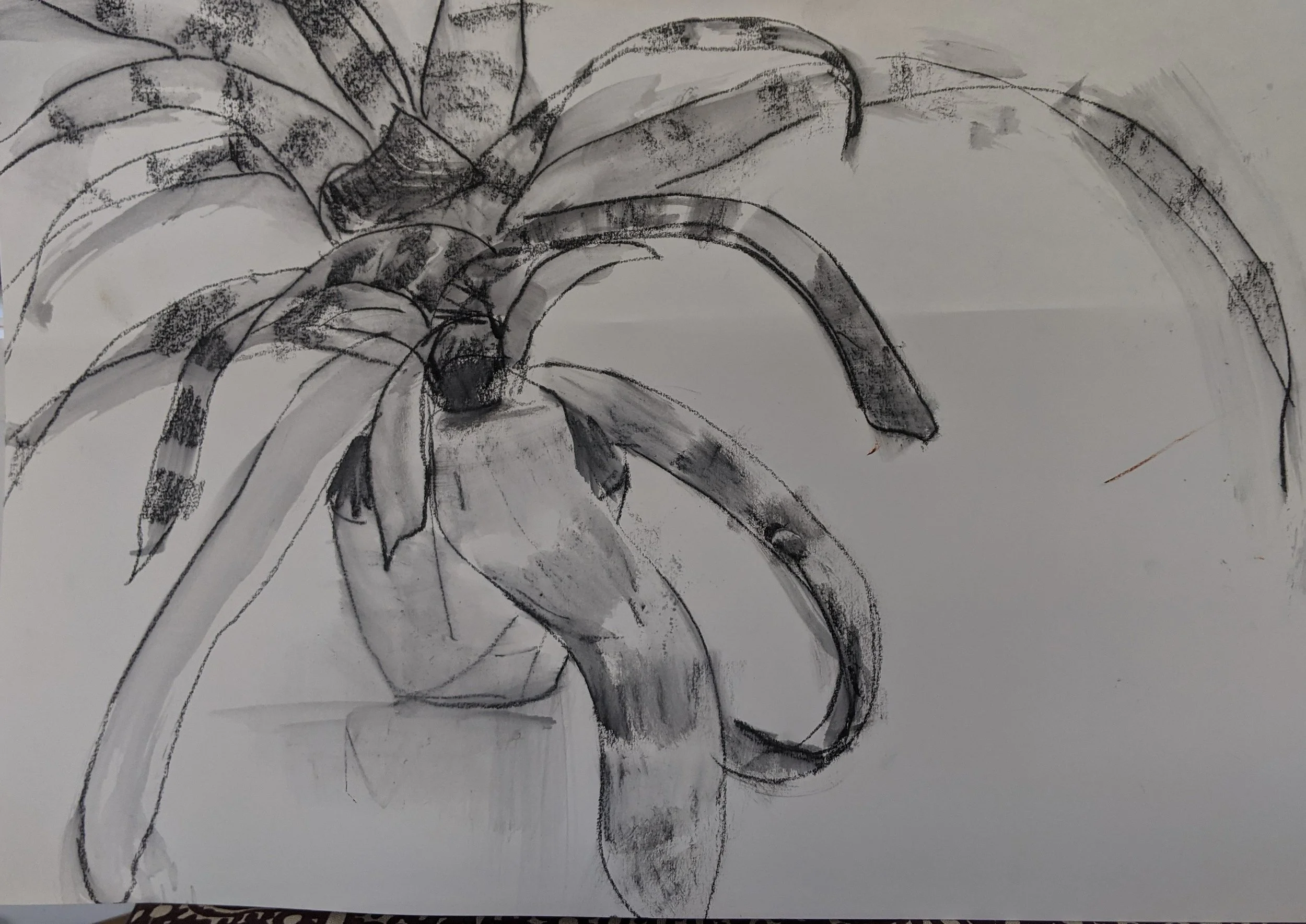 A sketch of a plant with elongated leaves.