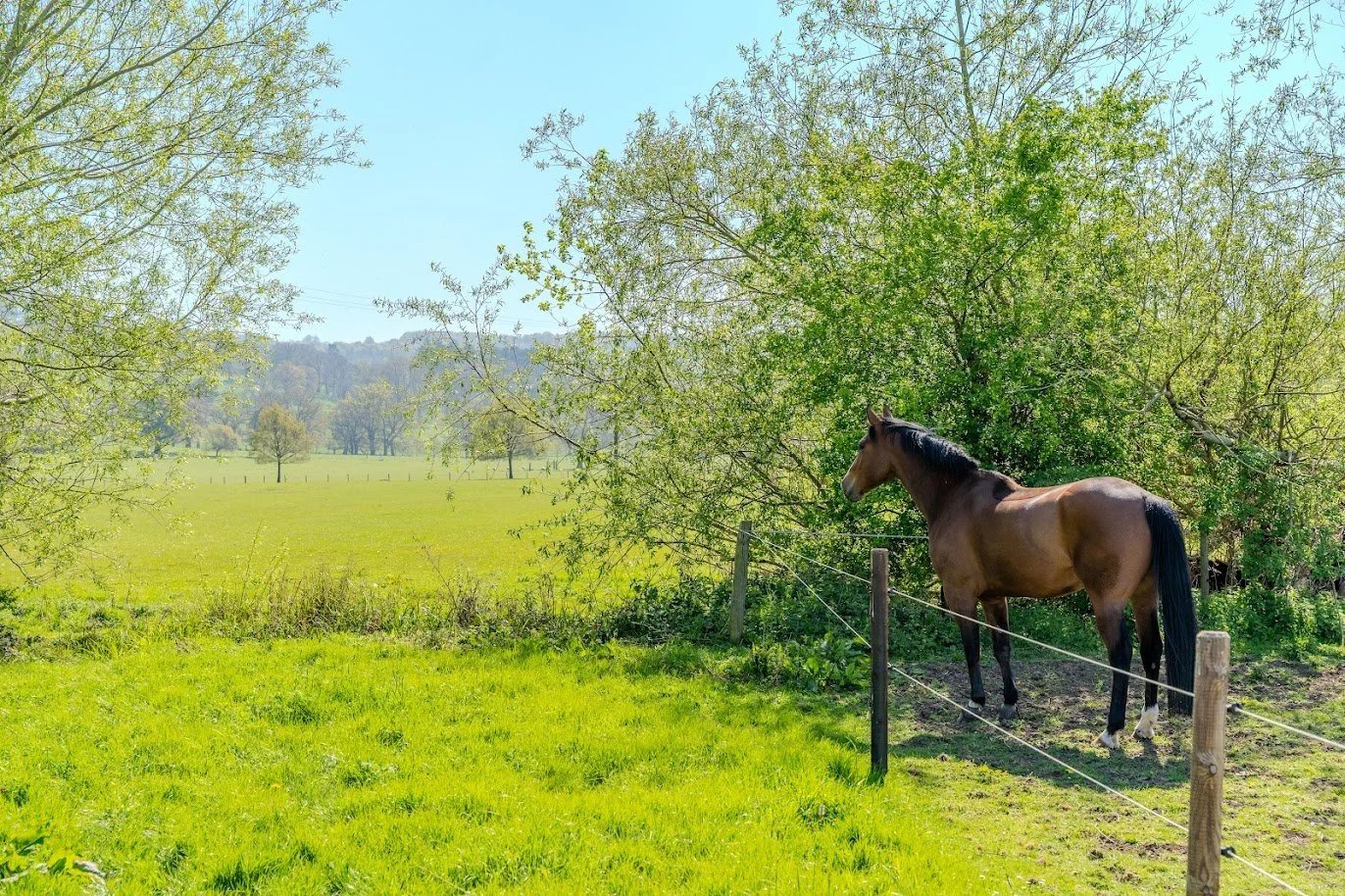 A brown horse standing in a grassy field next to trees on a sunny day.
