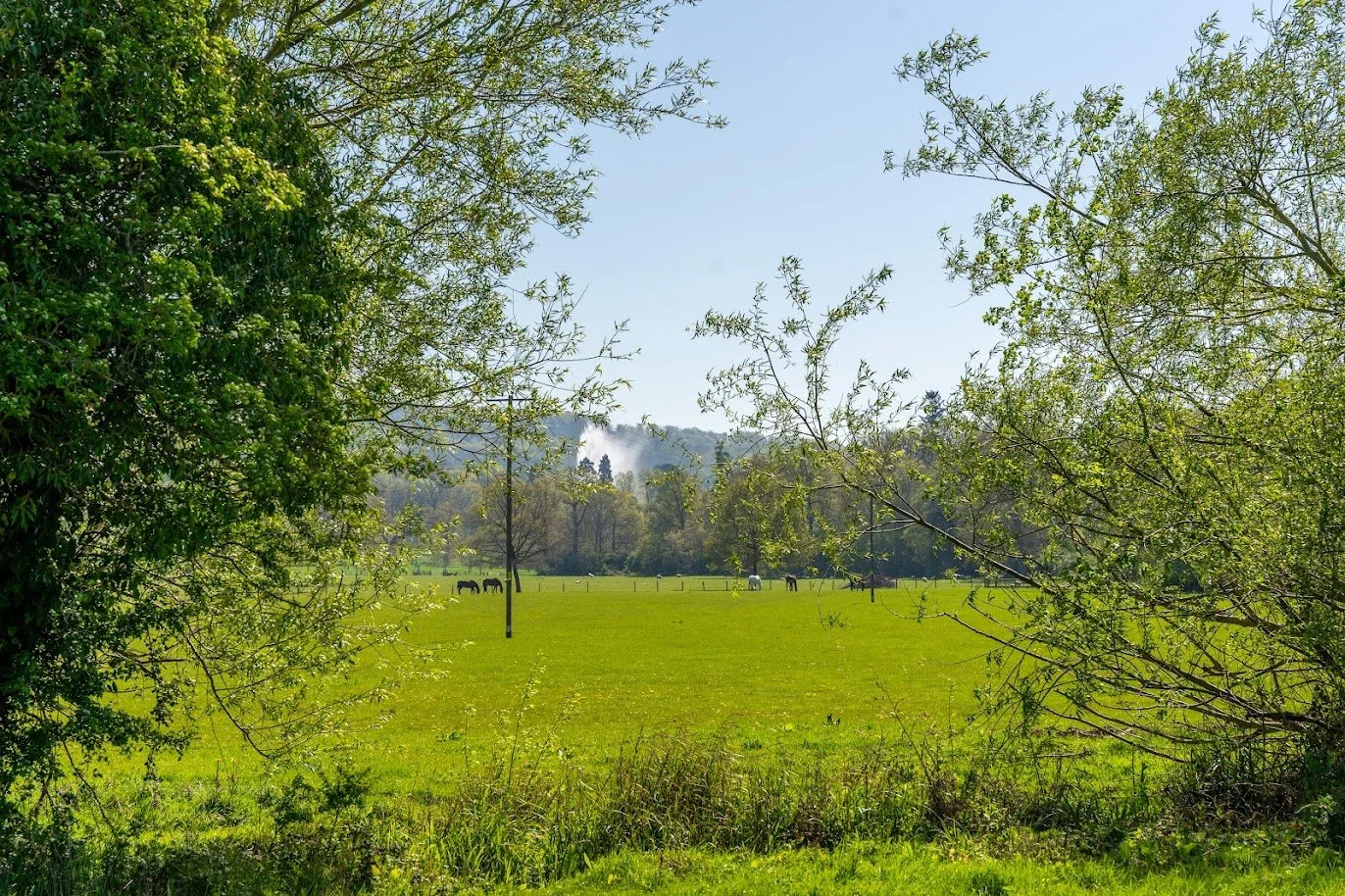 A lush green field with horses grazing, framed by trees on either side under a clear blue sky.