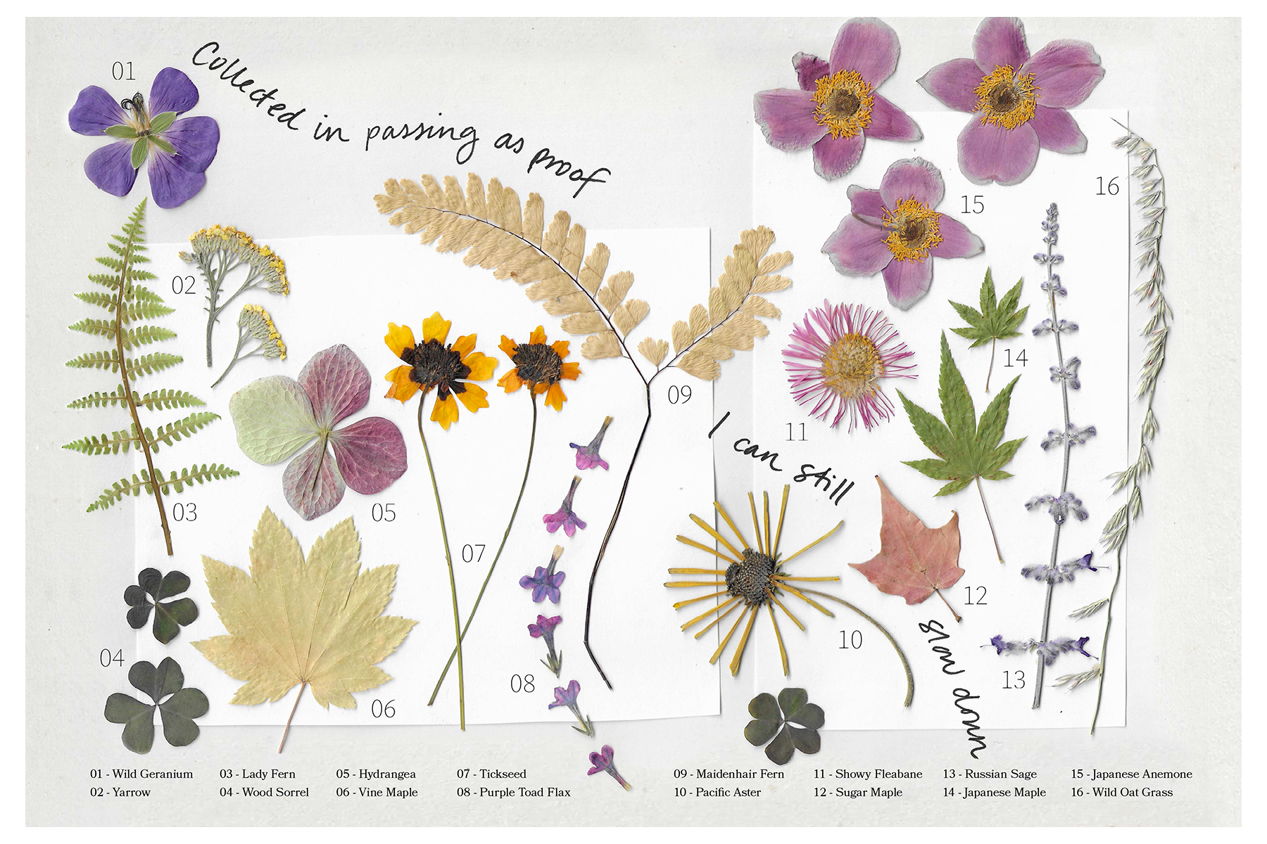 Several pressed plant specimens labeled with names such as wild geranium, yarrow, lady fern, hydrangea, vine maple, toad flax, and others. A handwritten note reads, “Collected in passing as proof I can still slow down.”