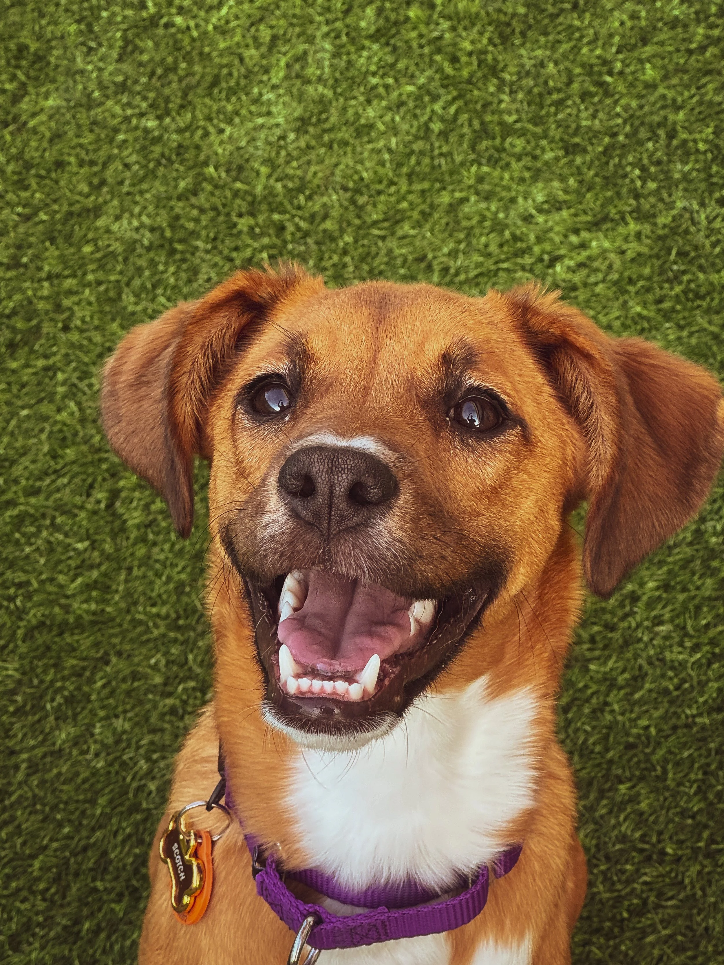 Close-up of a happy brown dog with a white chest, wearing purple and orange tags, lying on green grass.