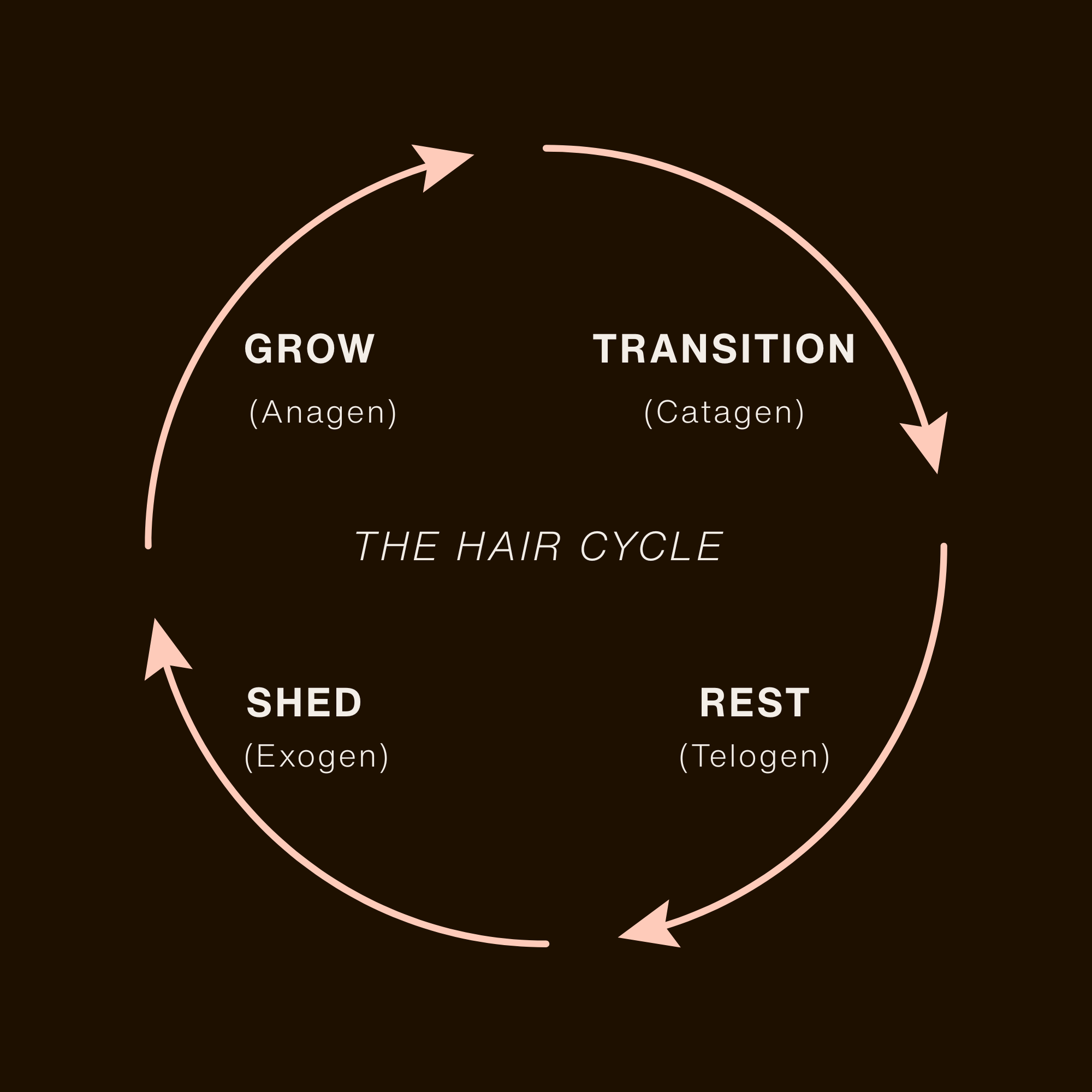 Hair growth cycle diagram showing growth, transition, shedding, and resting phases.