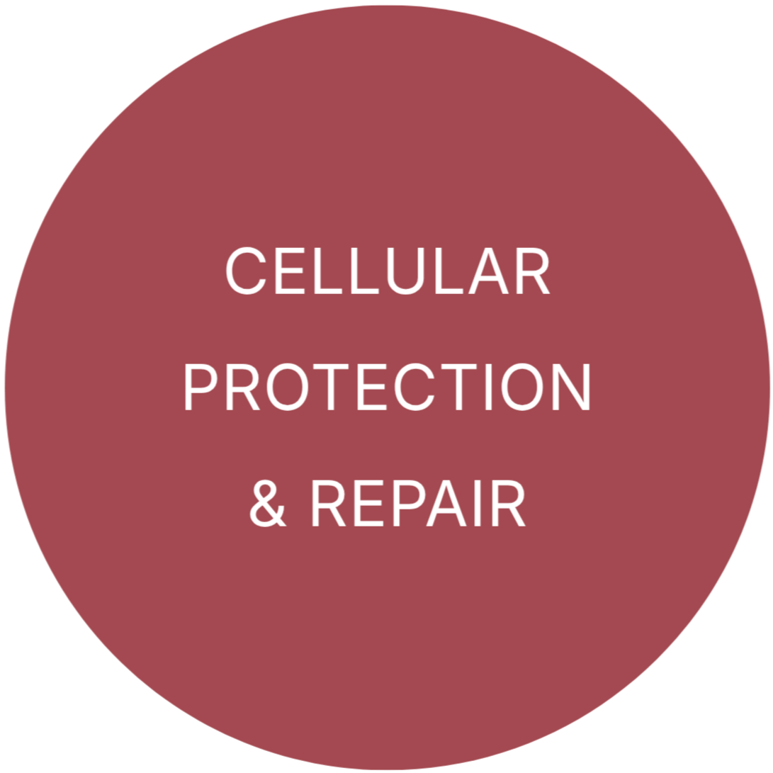 Circle with the text "Cellular Protection & Repair" in white font on a reddish background.