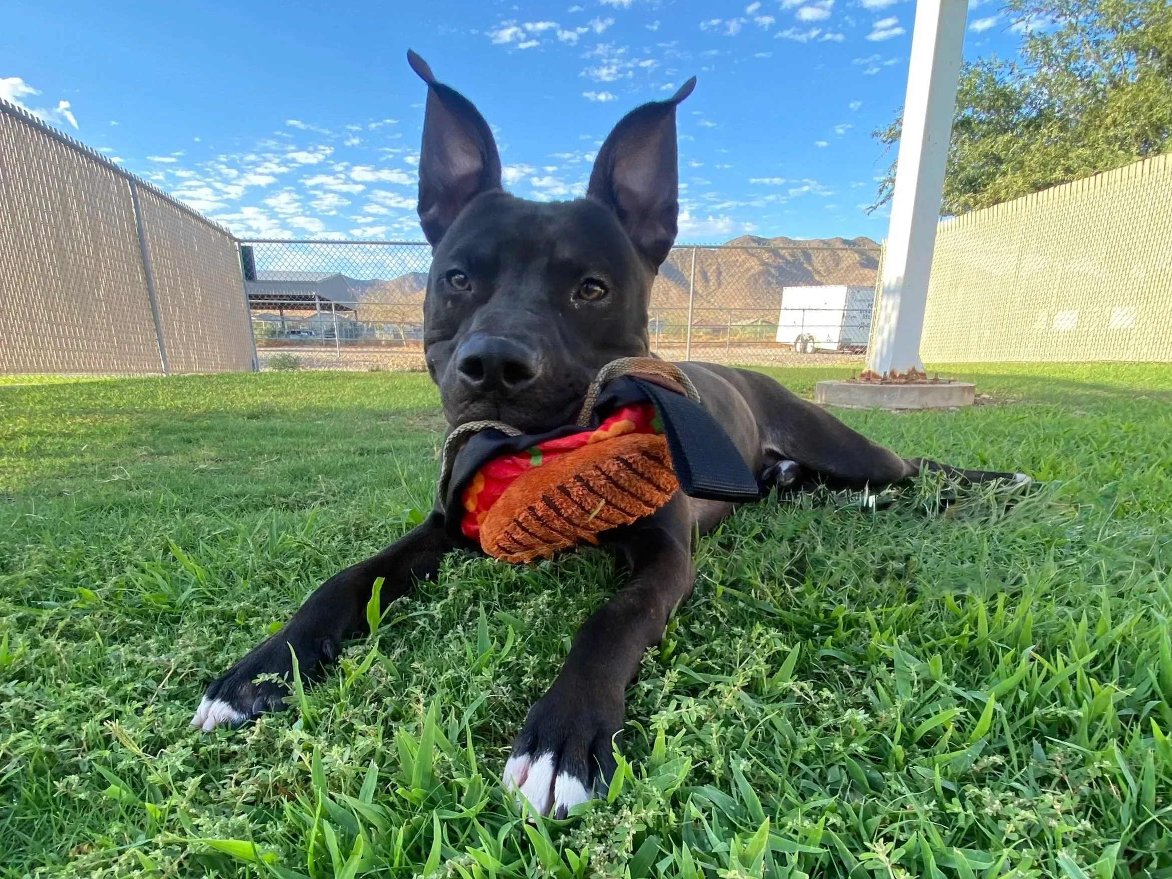 Black pit bull mix dog holding a toy in mouth lying in the grass during pet care visit.