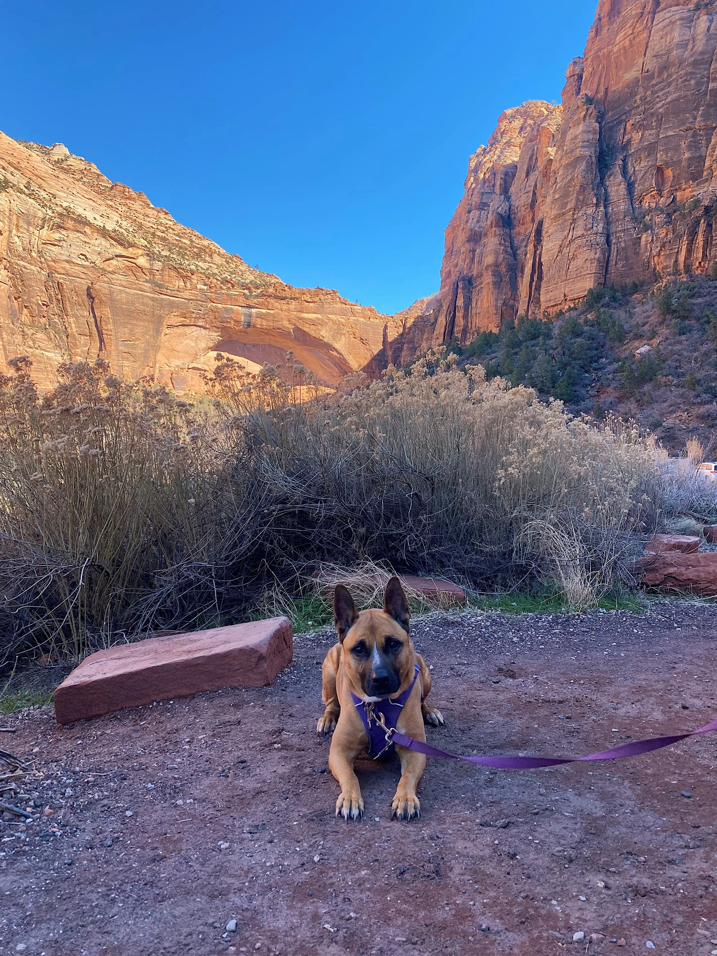 Calm German Shepherd American Bully mix on a harness and leash demonstrating relaxed behavior outdoors in Zion National Park.