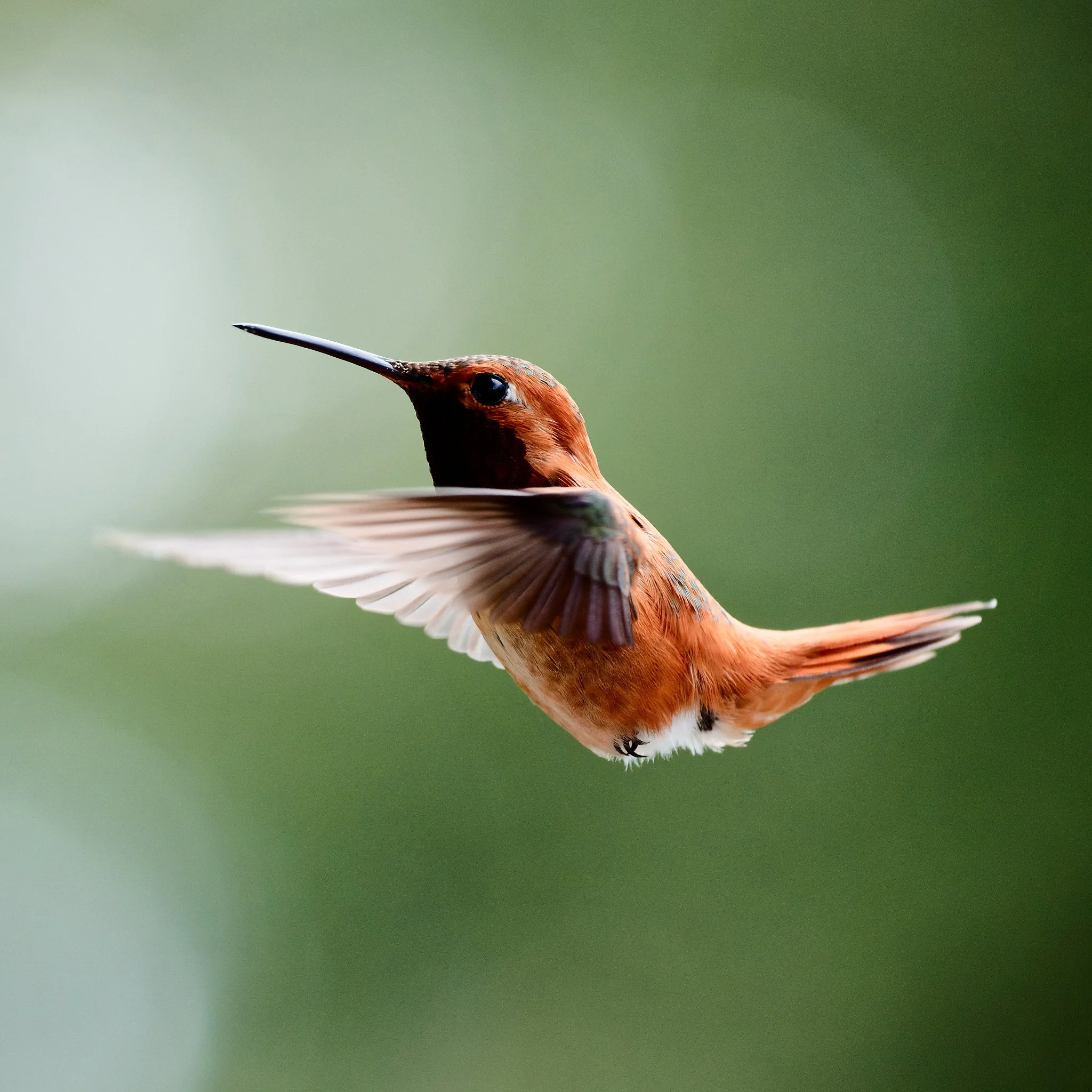 DSCF5361Hummer.jpg