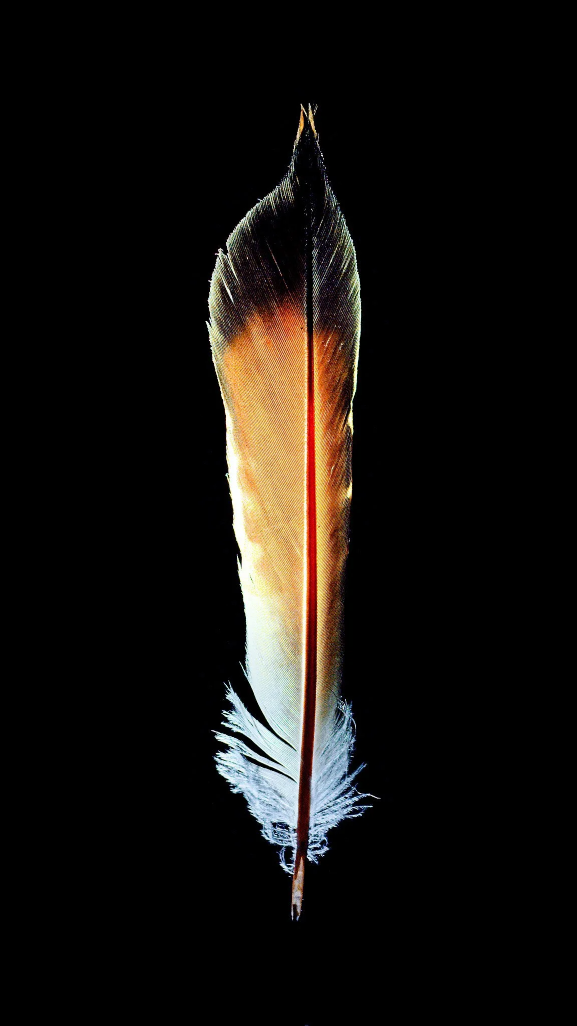 DSCF3334Feather.jpg
