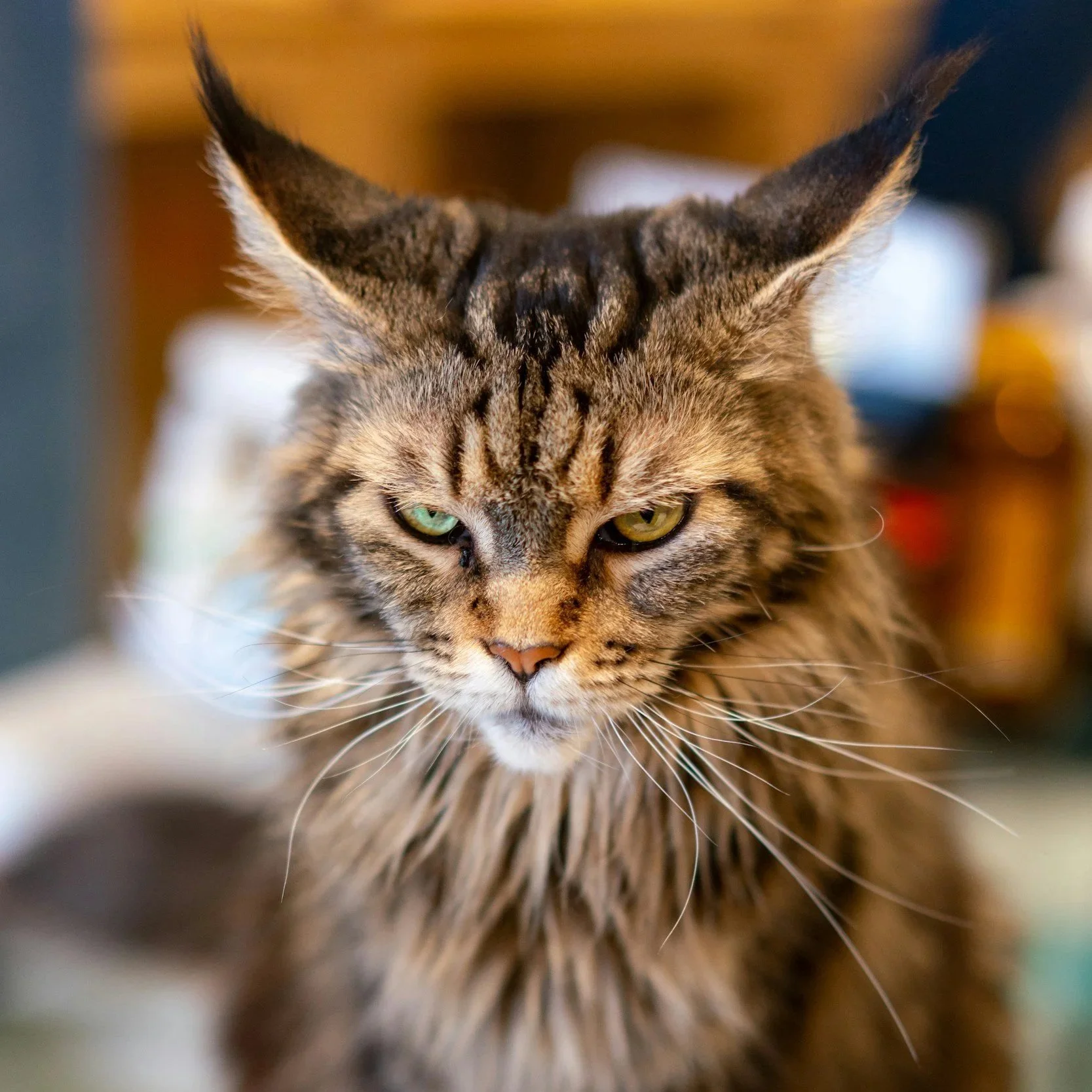 Black and white portrait of an older person, caucasian, female facing, with glasses, short hair, and a feathered scarf or collar, wearing a dark jacket.