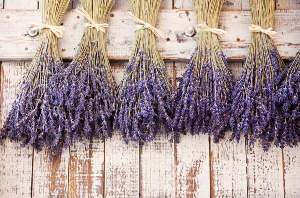 Row of upside down drying lavendar bundles
