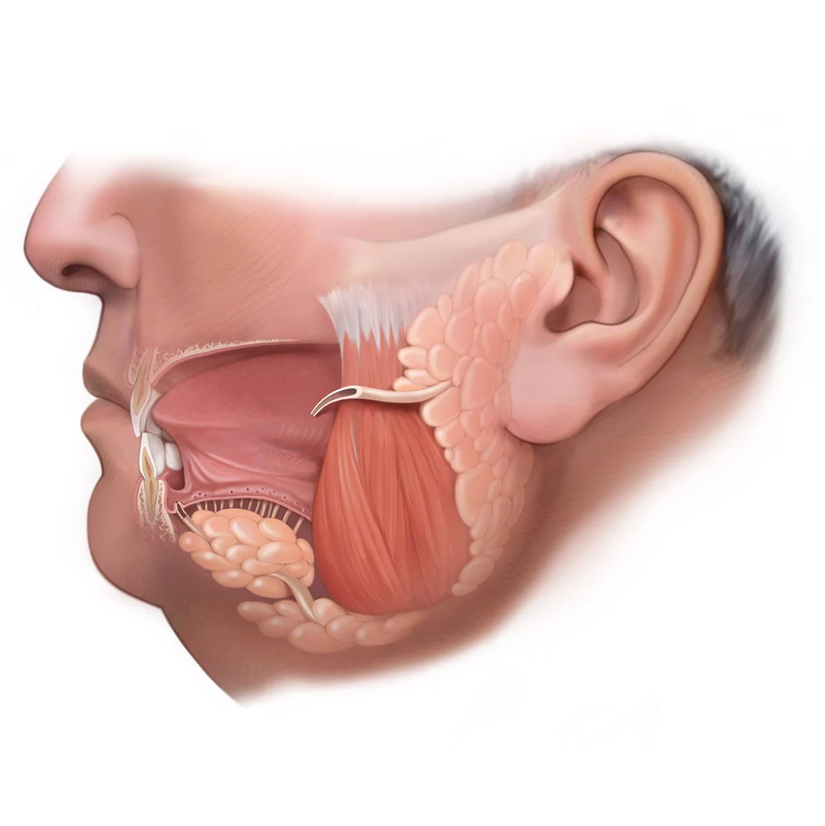 Anatomical illustration of the Parotid Gland