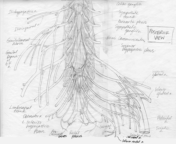 Sketch for creation of an anatomical diagram of the lumbosacral plexus