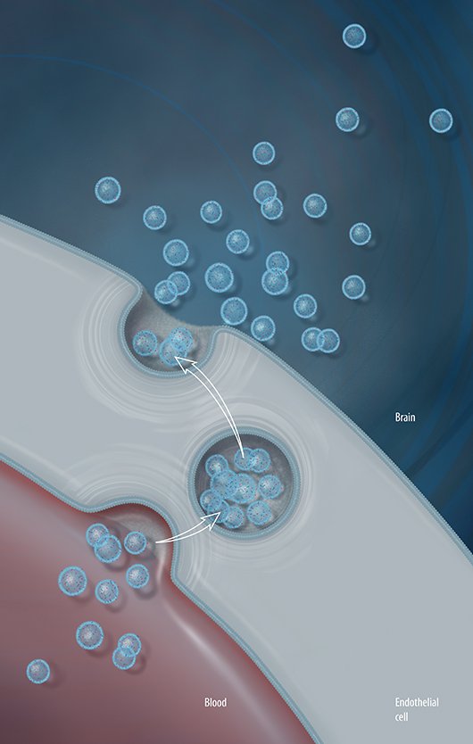 Exosomes