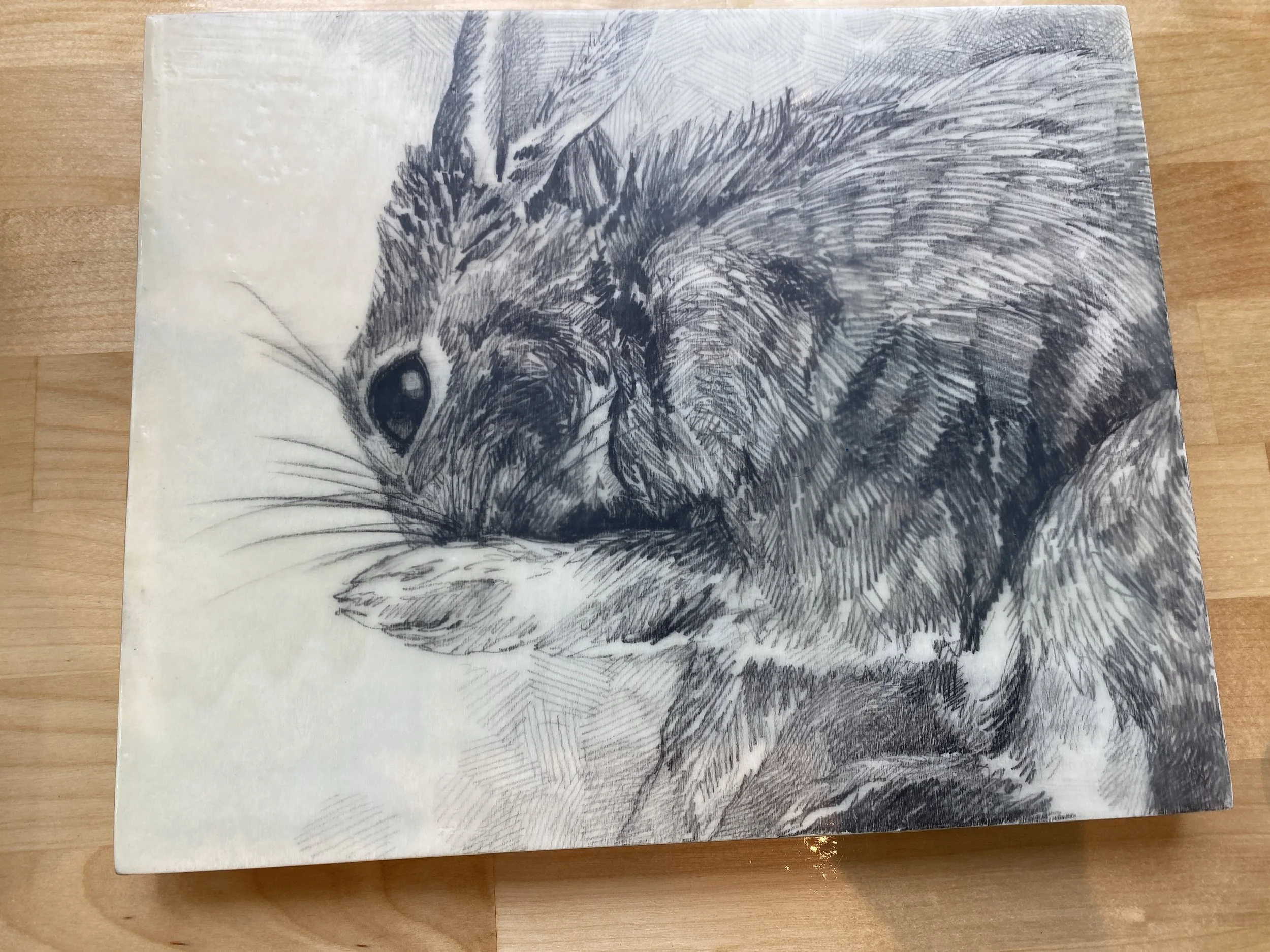 Rabbit02.JPG
