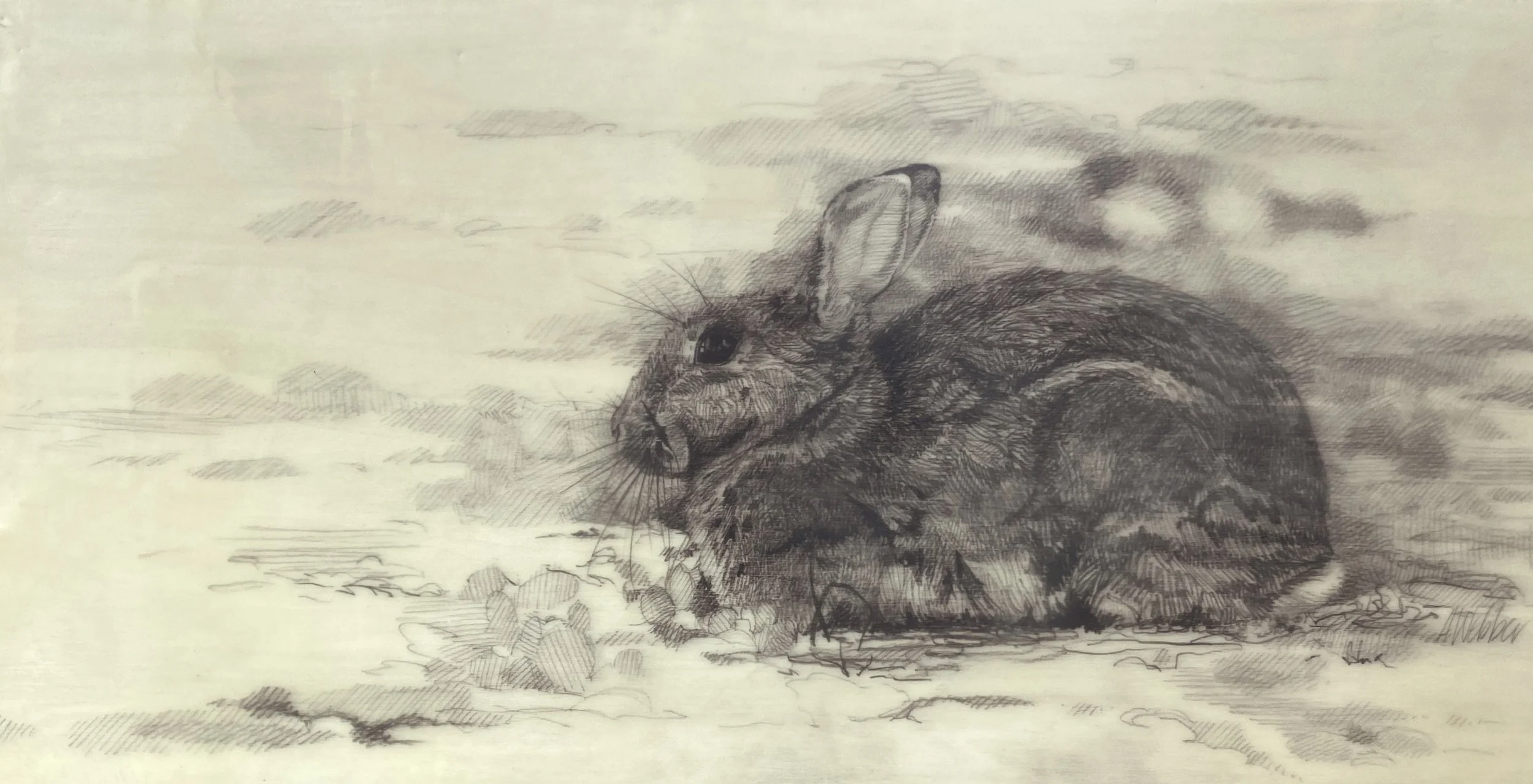 Rabbit04.JPG
