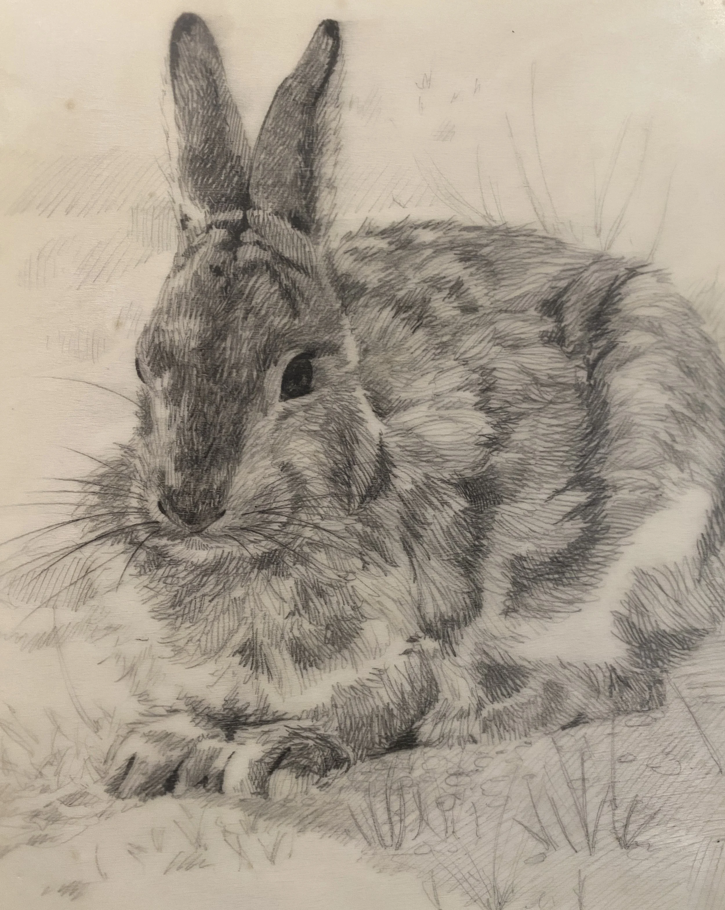 Rabbit07.jpg