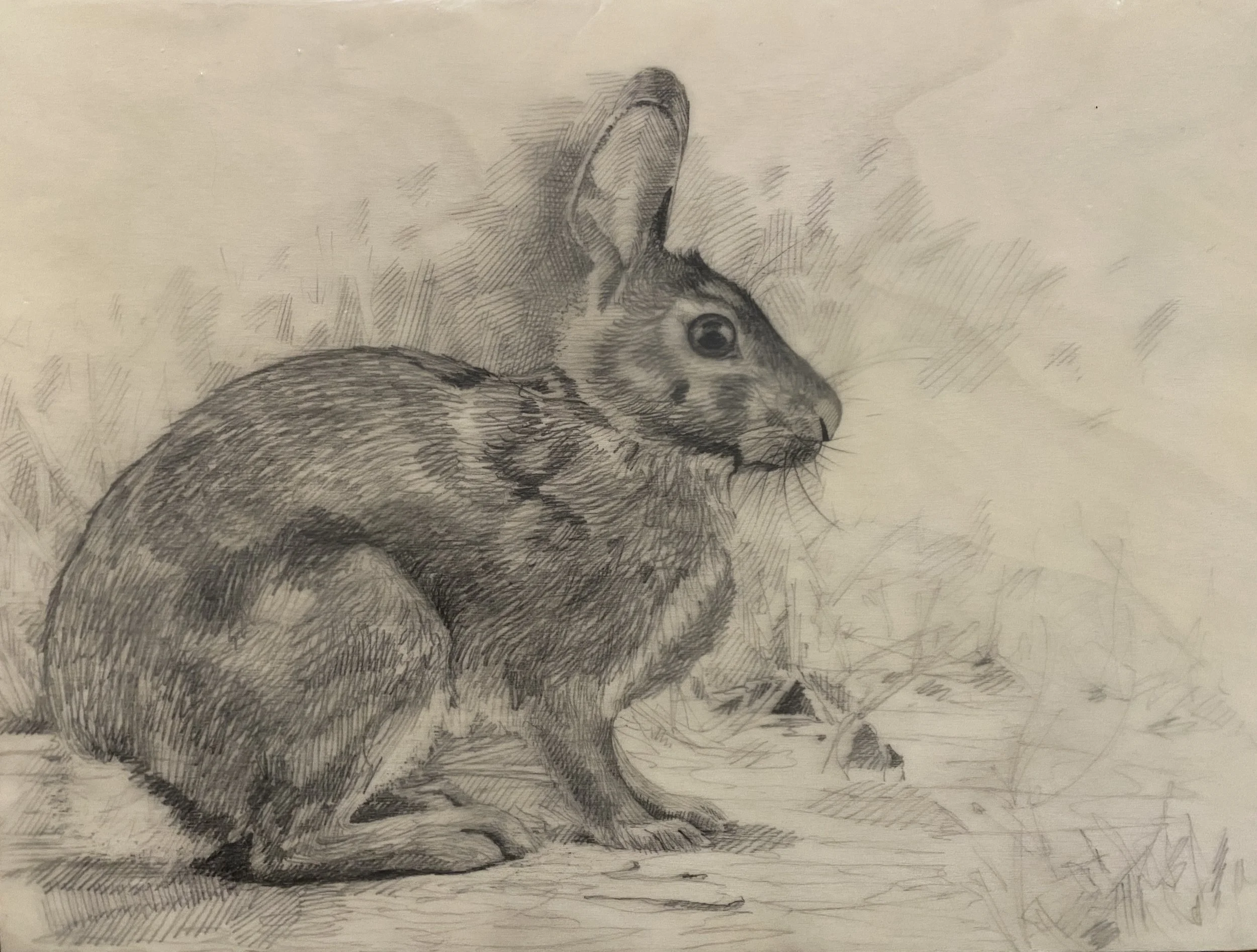 Rabbit09.jpg