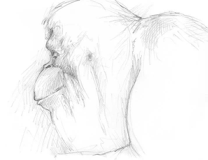 Orangutan for Charity