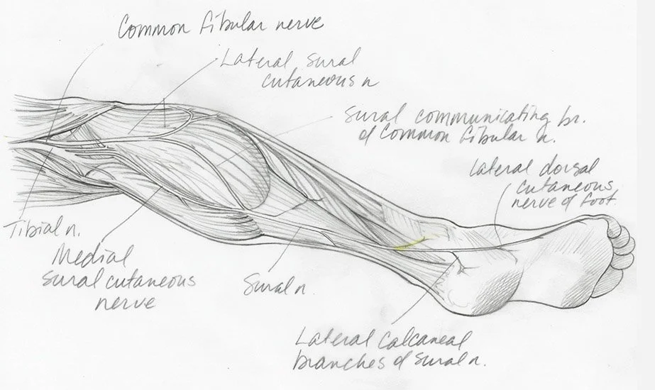 Anatomy of the Sural Nerve