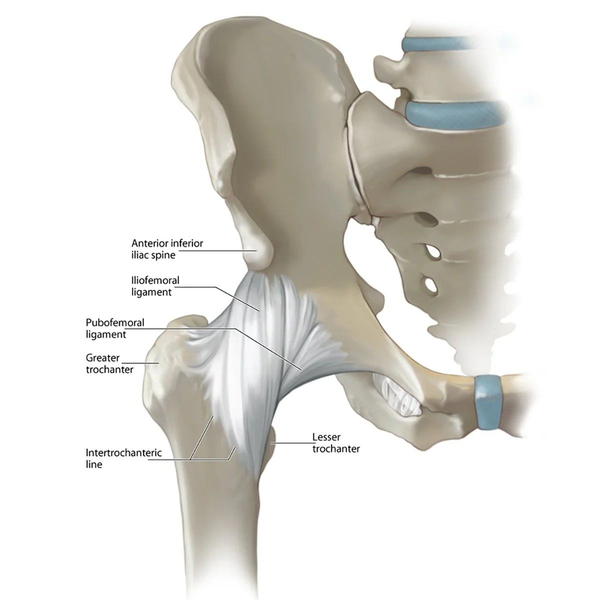 Ligaments of the Hip Joint