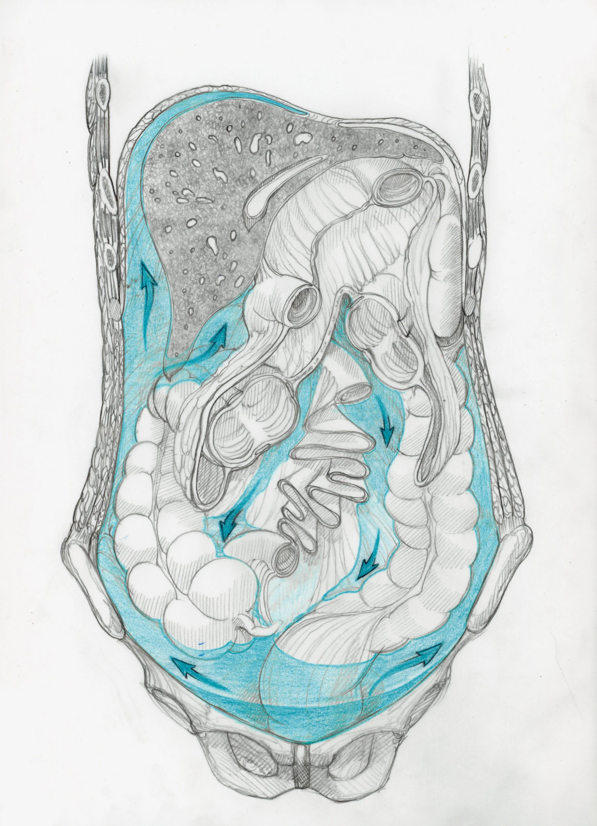 Course of Peritoneal Fluid