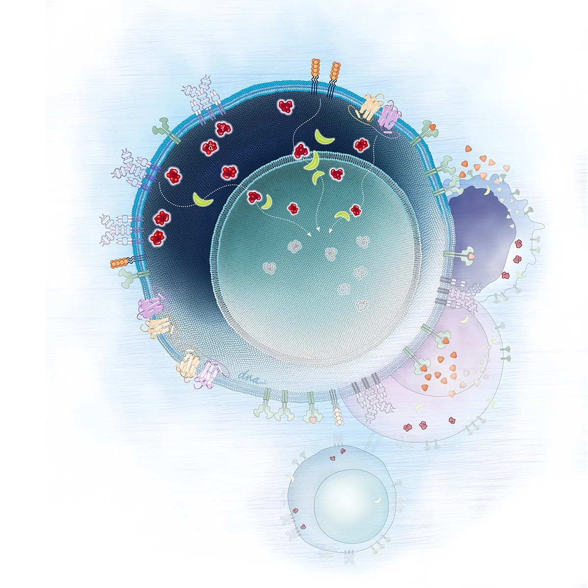 PI3K  Pathway Inhibition