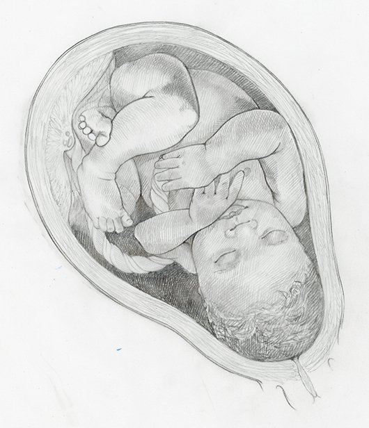 Sketch of full term fetus