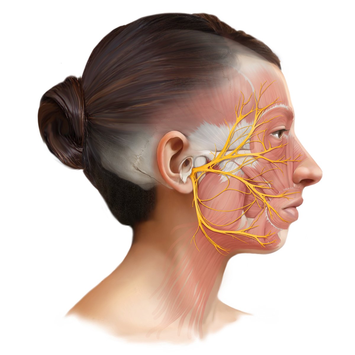 Anatomy