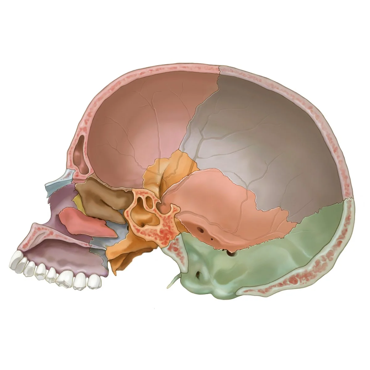 Interior Anatomy of the Skull