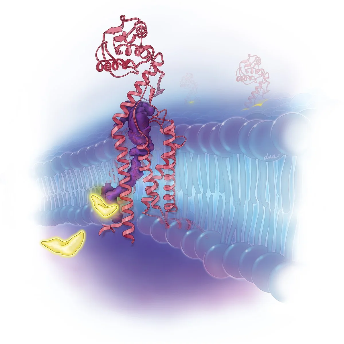 SHh (Sonic Hedgehog) Pathway Inhibition