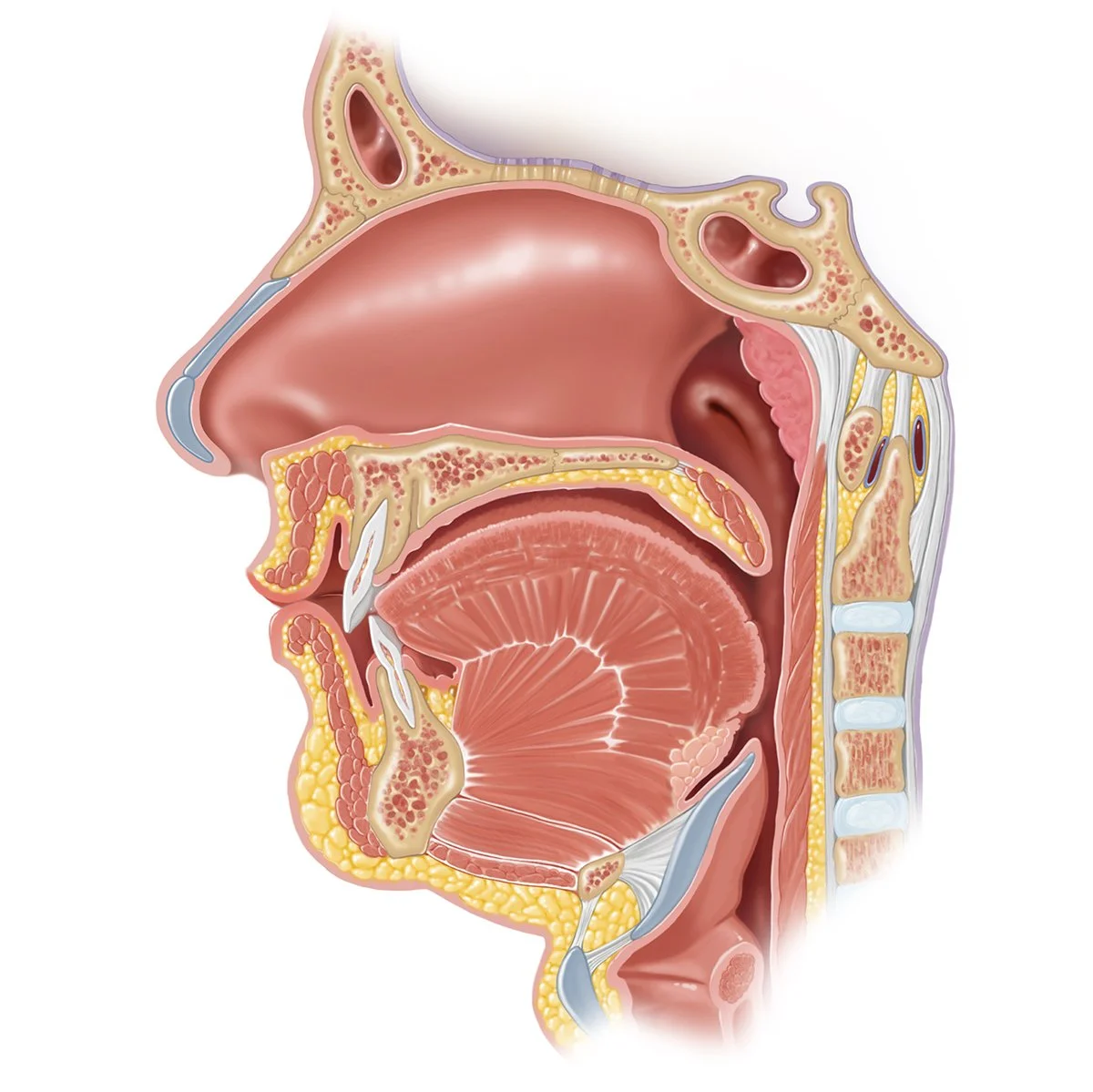 Cross section of the Pharynx