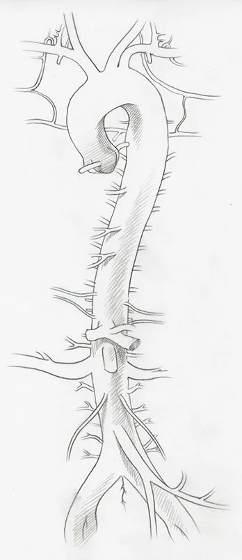 Branches of the Aorta