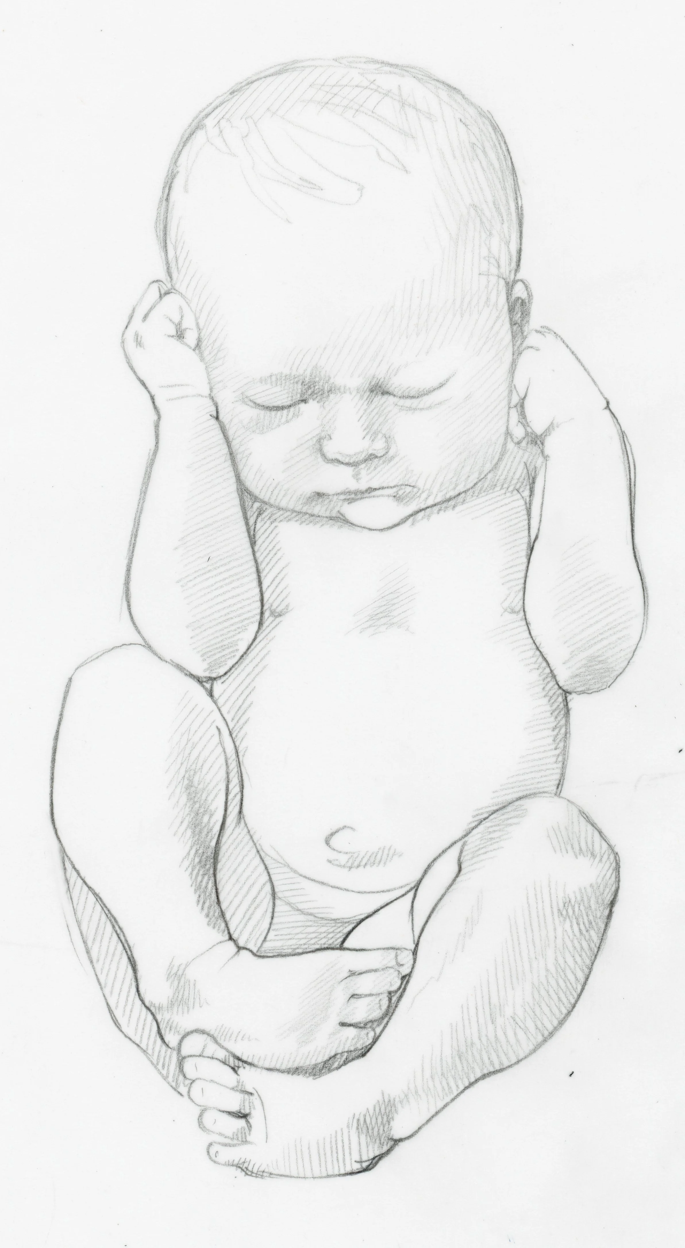 Sketch of full term fetus