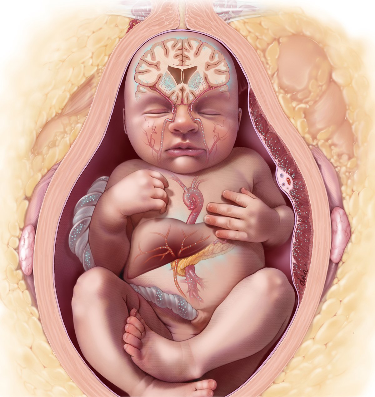 Effects of Maternal Obesity on Fetal Neural Development