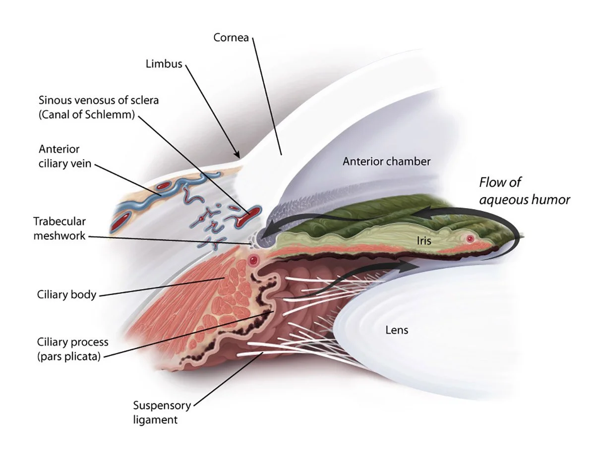 Anatomical Basis of Aqueous Humor Circulation in Glaucoma