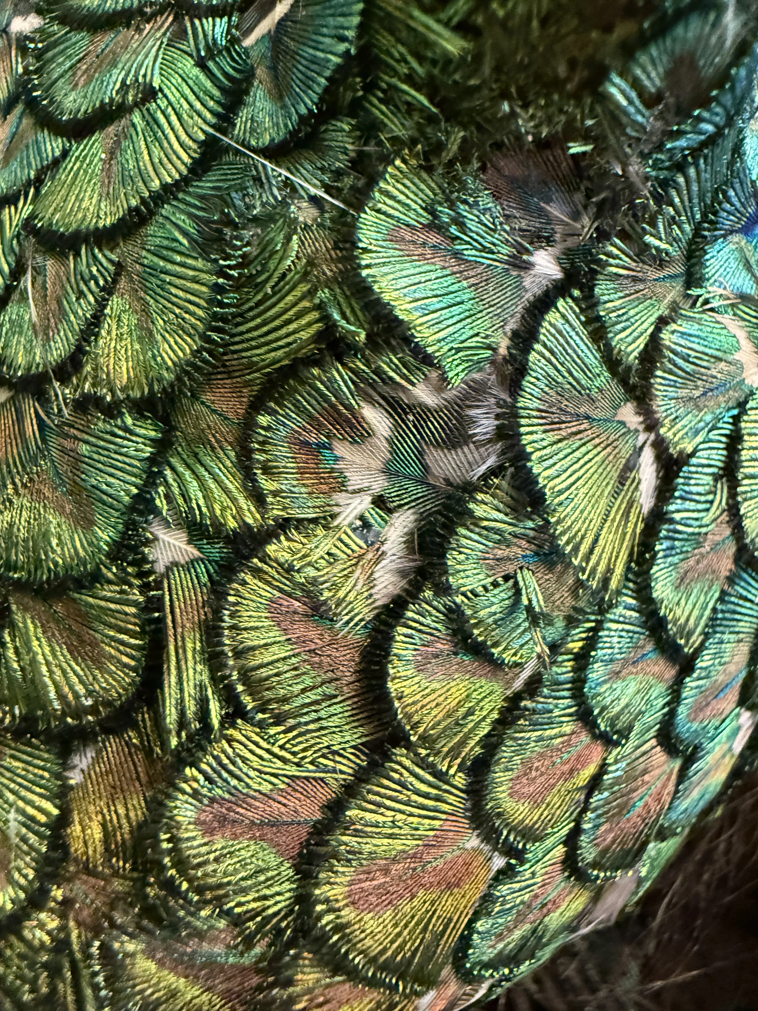 Close-up of peacock feathers from a handmade Native-American folk-art headdress displaying vibrant green, blue, and brown colors with iridescent sheen.