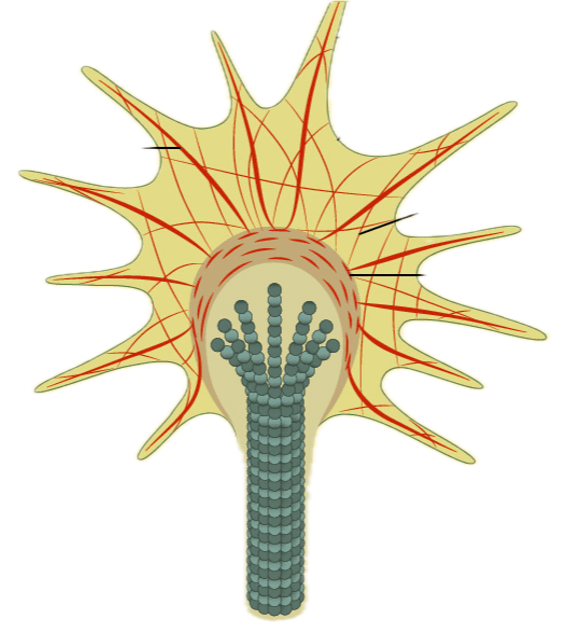 Theory: Primeval Equivalency&nbsp;