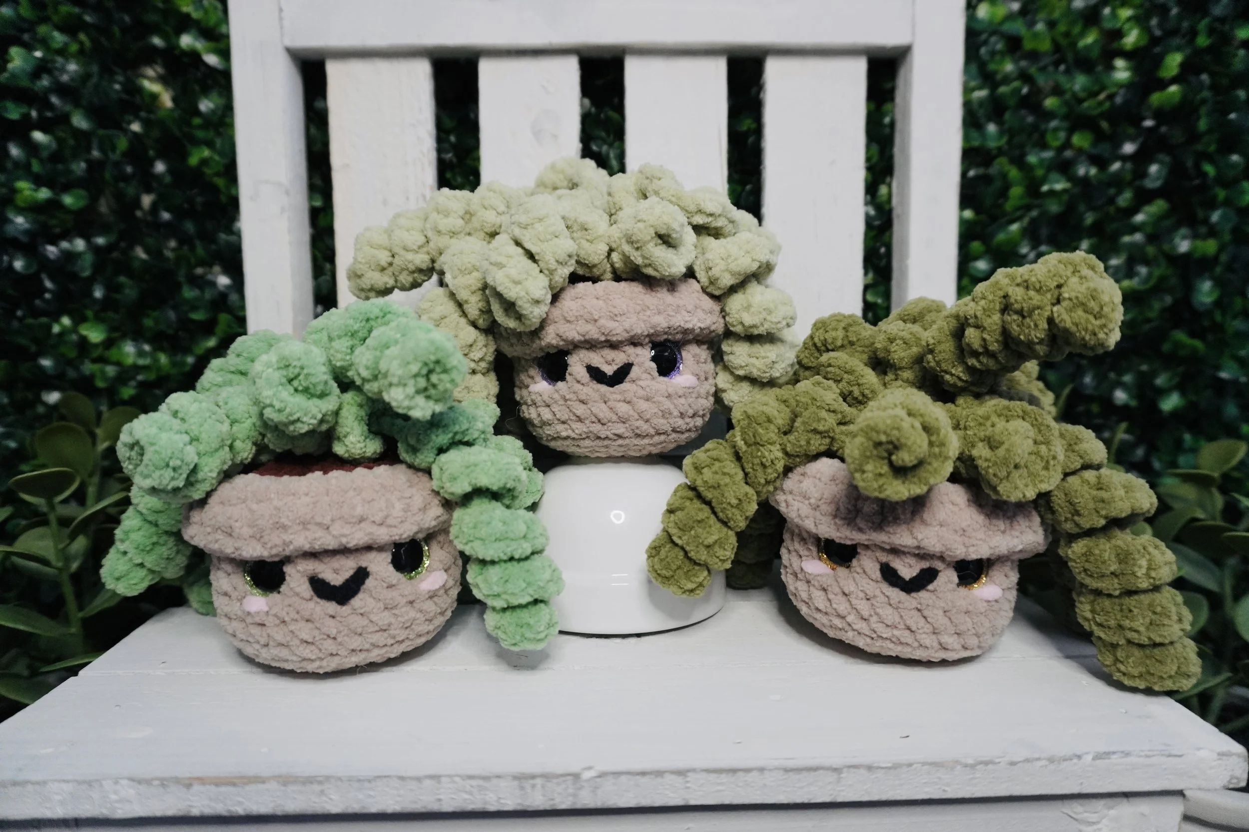 Curly Plant