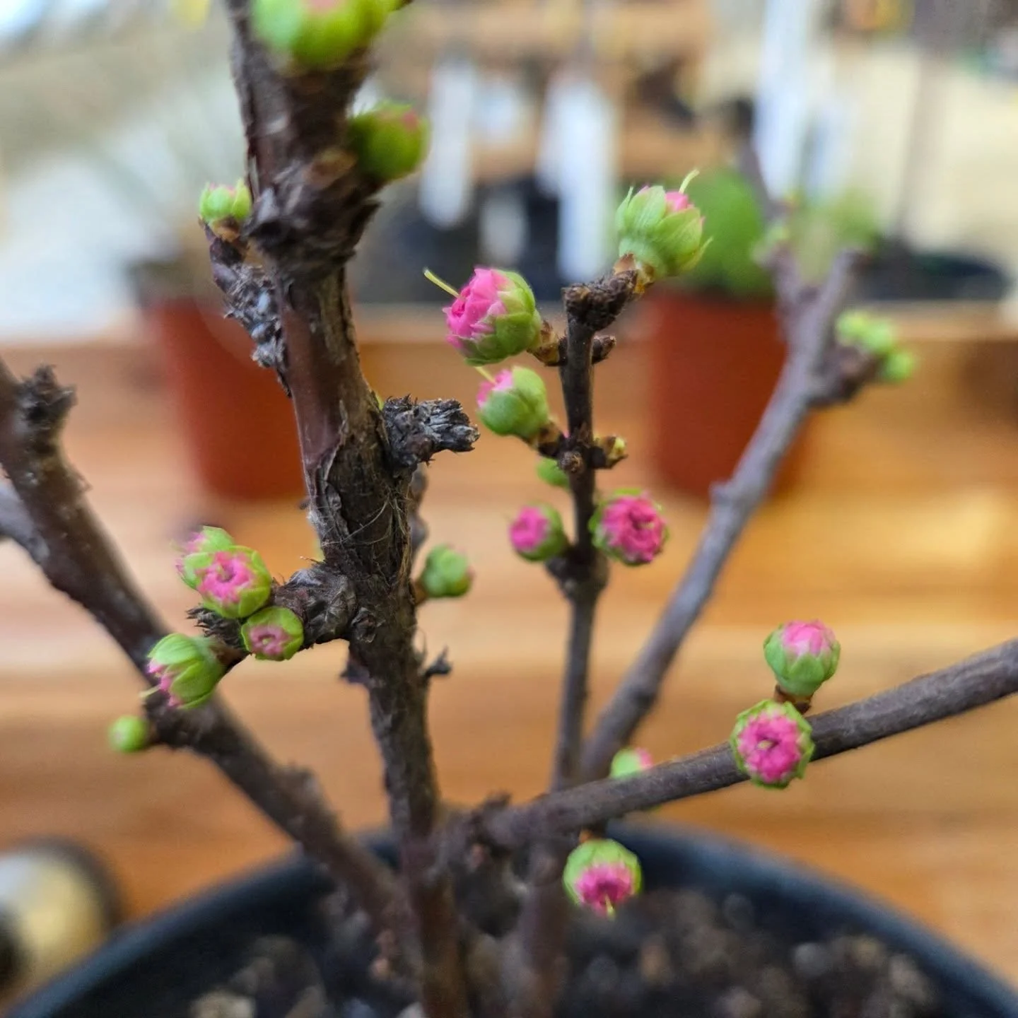 Our Greenhouse plant ID specimens are waking up! They remind me of apprentices. There is something so brave about a bud that decides to bloom while the branches are still bare. #hortclub4life #landscapehorticulturist #apprentice