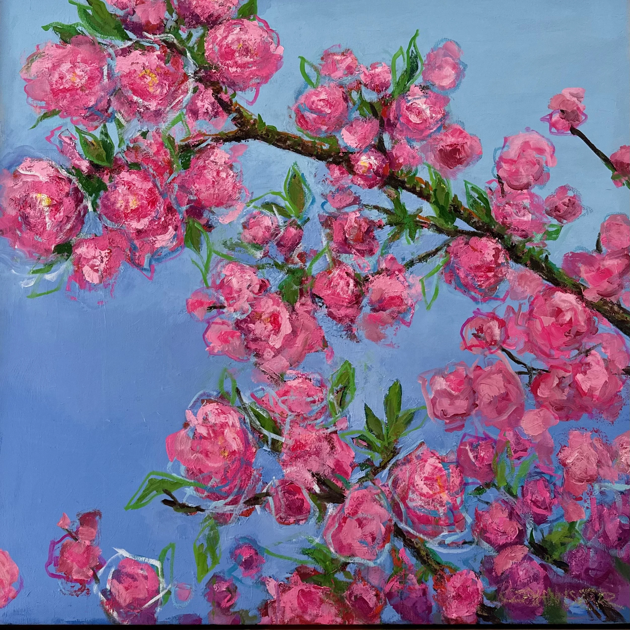 Cherry Blossoms 