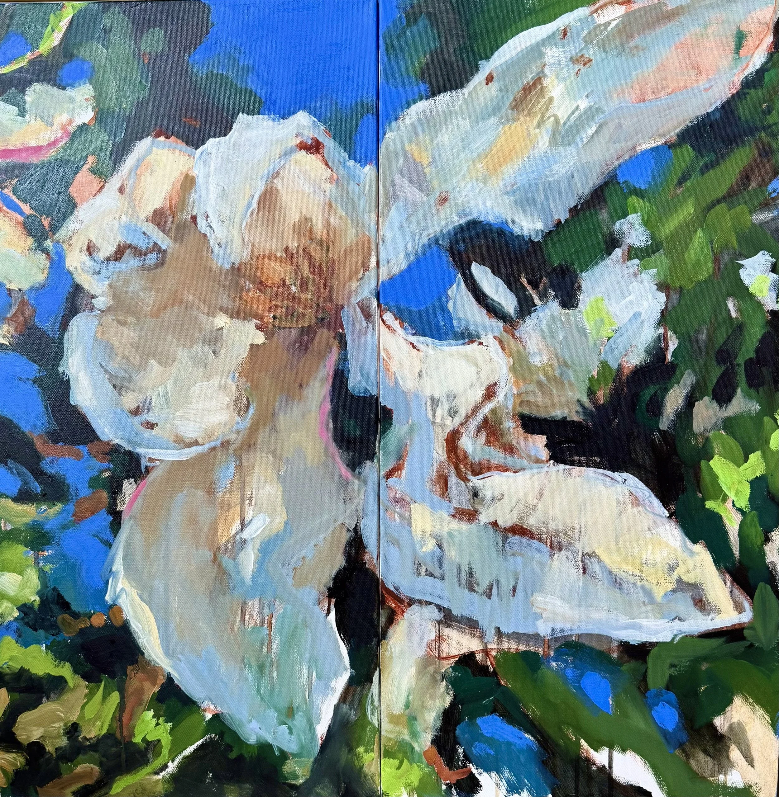 Tulip Flowers