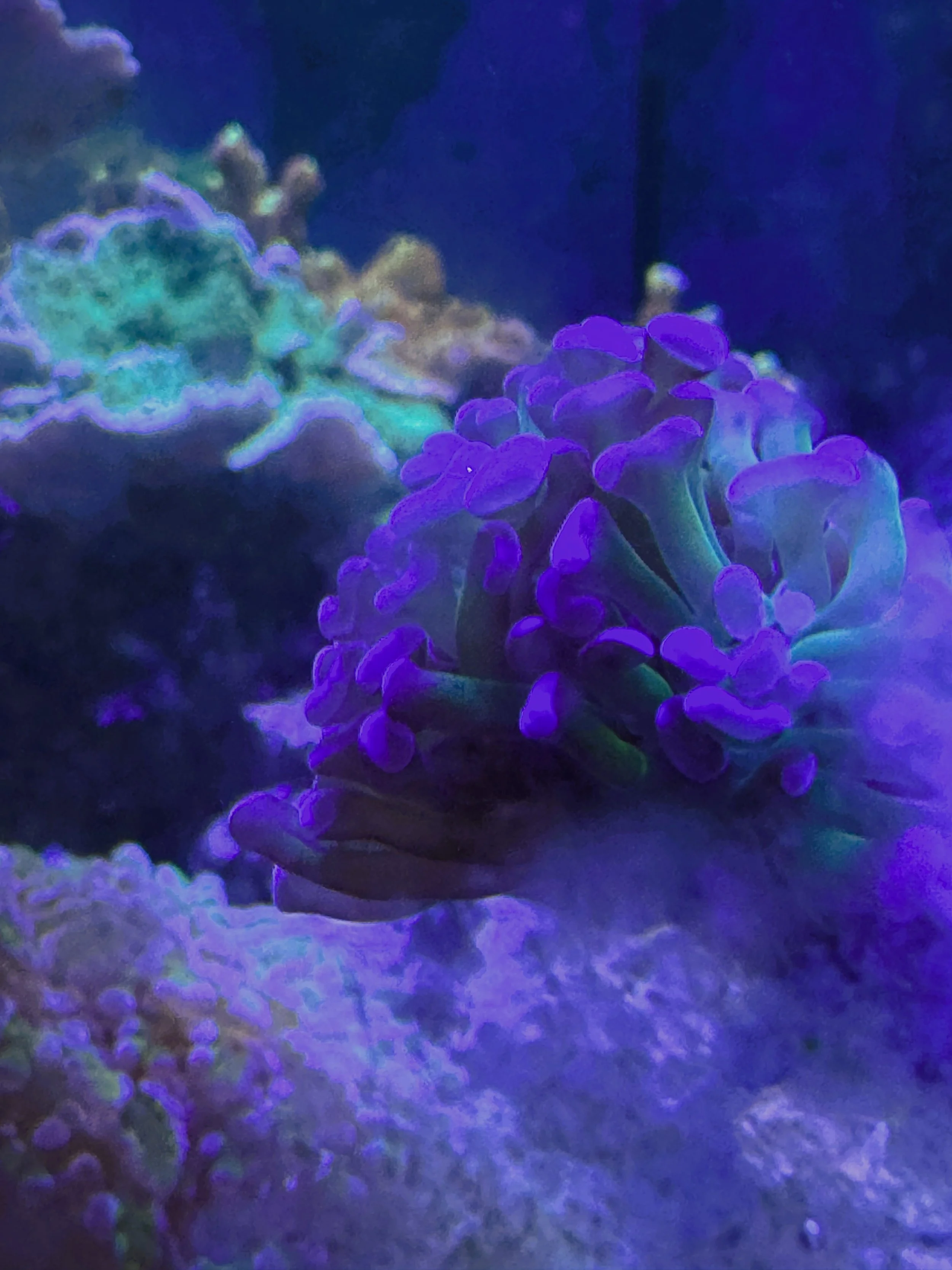 Hammer coral LPS