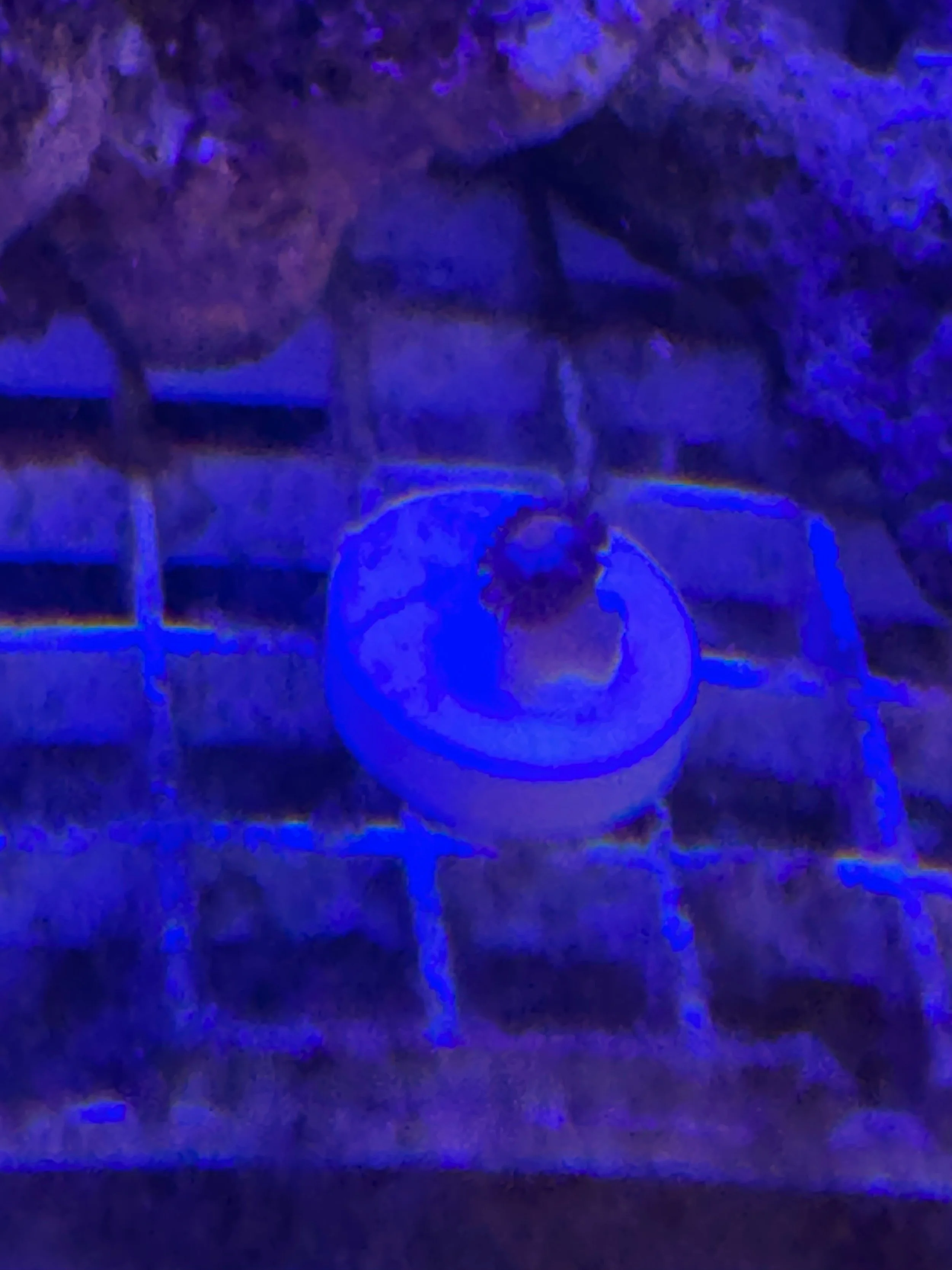 solar flare zoa 2.jpg