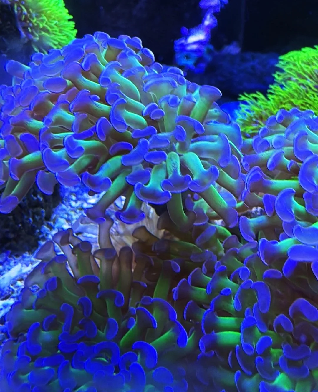 hammer coral frag calgary
