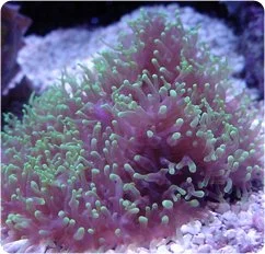 Green Fuzzy Mushrooms