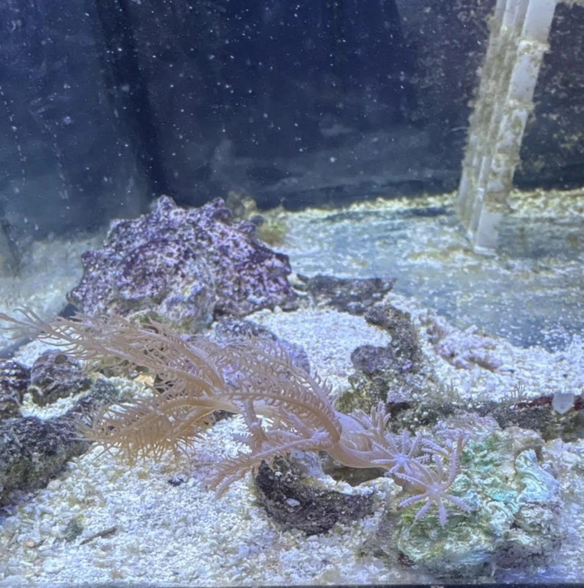 Waving Anthelia soft coral